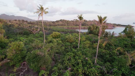 Aerial-of-3-high-coconut-trees-surrounded-by-small-bushes-in-Africa