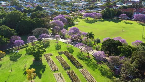 Panning-shot-capturing-urban-greenery,-birds-eye-view-of-inner-city-suburb-new-farm-park-during-spring-season-with-blooming-jacaranda-purple-flowering-tress,-and-grassy-field-on-a-sunny-day