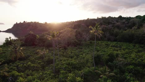 Kokospalmen-über-Büschen-Mit-Sonnenuntergang-Im-Hintergrund-Mit-Hintergrundbeleuchtung
