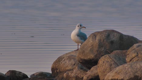 A-seagull-is-sitting-on-the-rocks-at-the-edge-of-the-lake