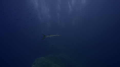 Barracuda-swimming-in-blue-water,-in-the-middle-of-diver's-bubbles