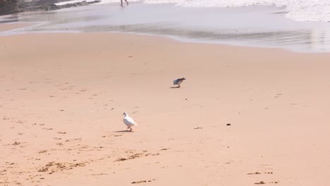 Eine-Weiße-Taube,-Die-Auf-Dem-Gelben-Sandstrand-Spazieren-Geht,-Mit-Wellen,-Die-Auf-Den-Hintergrund-Spritzen