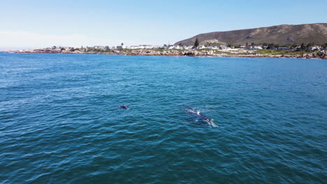 Right-whale-and-calf-floats-near-coast-of-Hermanus