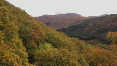 Aerial-drone-view-of-oak-woodland-canopy-in-fall-or-autumn-with-colourful-foliage,-Ariundle,-Highlands,-Scotland