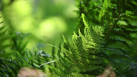 Beautiful-fern-leaves-blowing-gently-in-the-wind-against-blurry-background
