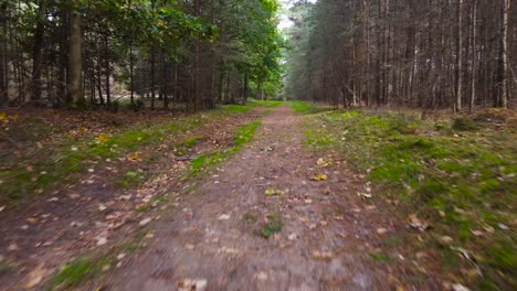 Quickly-walking-on-forest-path,-pov-view