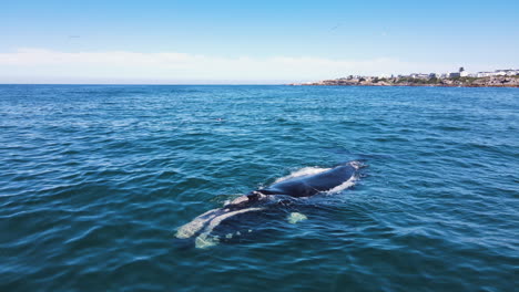 Close-up-aerial-of-whales-logging-in-calm-ocean-of-Walker-Bay,-Hermanus