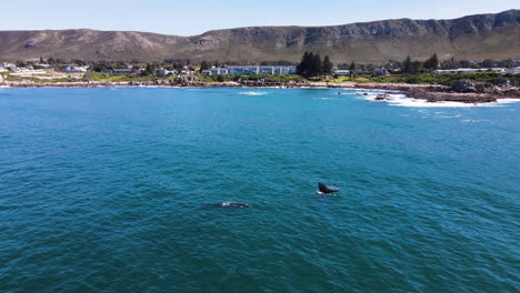 Ballenas-Retozando-En-Las-Aguas-Costeras-Del-Pintoresco-Hermanus,-Costa-De-Ballenas-Del-Cabo