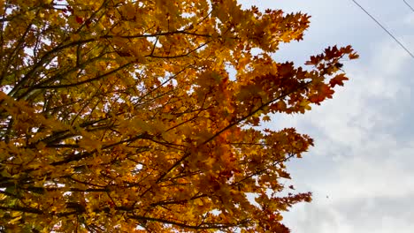 Herbstbaumblätter-In-Goldbrauner-Farbe,-Nahaufnahme