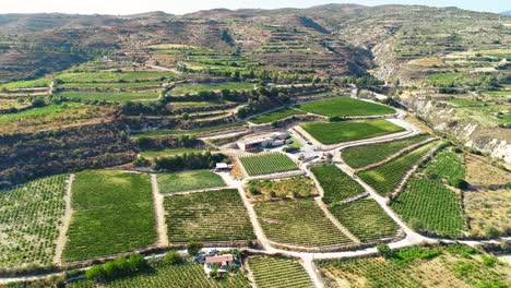 Luftdrohnenaufnahmen-Von-Weinbergen,-Reihen-Von-Goldgrünen-Traubenfeldern-In-Koilani,-Limassol,-Zypern