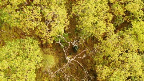 Top-down-view-of-oak-woodland-canopy-in-fall-or-autumn-with-colourful-foliage,-Ariundle,-Highlands,-Scotland