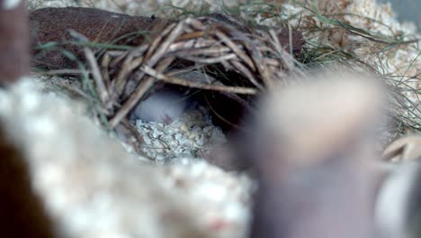 Kleiner-Hamster-Ist-In-Seinem-Nest-Und-Versteckt-Sich-Vor-Der-Außenansicht