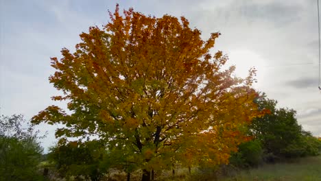 Großer-Baum-Mit-Braunen-Blättern-In-Herbstfarben,-Langsame-Umlaufbahn