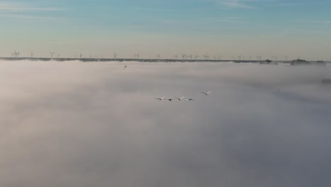 aerial-of-birds-flying-above-fog-during-sunrise--wide-shot