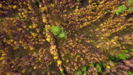 Autumn-in-a-forest,-aerial-top-view,-mixed-forest,-green-conifers,-birch-trees-with-yellow-leaves,-fall-colors-countryside-woodland,-nordic-forest-landscape,-wide-rotating-birdseye-shot