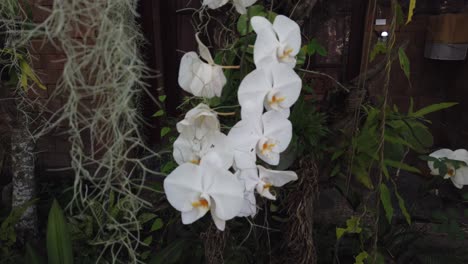 Weiße-Orchideenblumen-Hängen,-Pflanzen,-Asiatische-Blume-Auf-Dunklerem-Hintergrund-Tropische-Exotische-Blüte