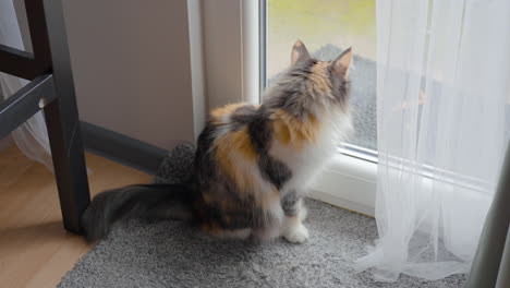 Katze-Sitzt-Und-Schaut-Durch-Die-Glastür