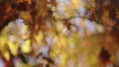 Focus-pull,-mid-shot,-of-autumn-foliage-on-a-sunny-fall-day-with-the-leaves-waving-in-the-wind