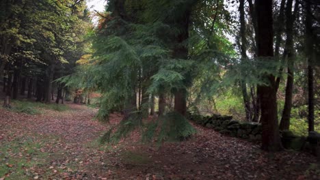 Tiefe-Laubstreu-Unter-Einem-Dichten-Bestand-Von-Nadelbäumen,-Hauptsächlich-Westliche-Hemlocktanne-Und-Laubbuche---Cropton-Forest,-North-Yorkshire,-England