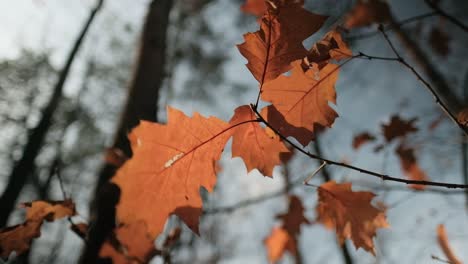 Autumn-leaves-swaying-in-the-wind-in-sunlight,-closeup