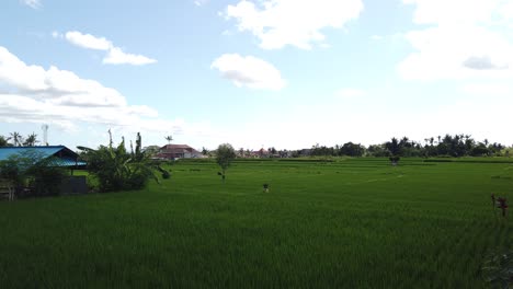 Erntezeit-Reisfeld-Bali-Indonesien-Grünes-Grasfeld-Klares-Blaues-Himmellicht-Natur-In-Gianyar-In-Der-Nähe-Von-Ubud-Südostasien
