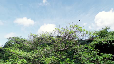 Bats-sleeping-and-flying-at-crown-of-rainforest-tree,-livingstone-bats-in-comoros