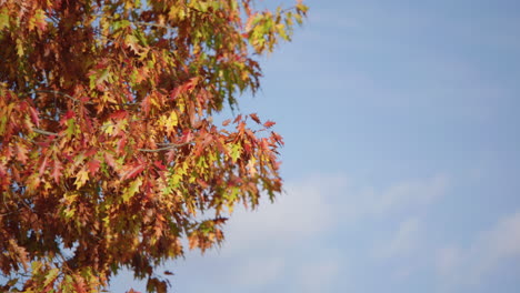 Bunte-Blätter-Wehen-An-Einem-Sonnigen-Herbsttag-Im-Wind-Vor-Blauem-Himmel
