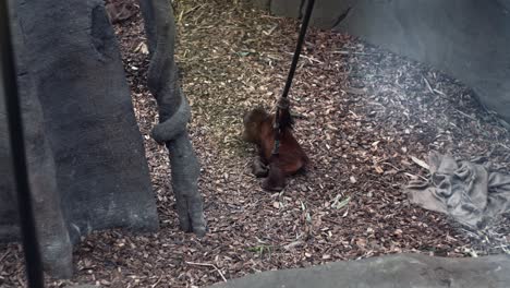 Monkey-moving-Through-the-rope-at-Chester-Zoo,-UK