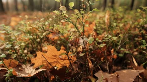Closeup-of-autumn-leaves-on-the-ground-in-forest
