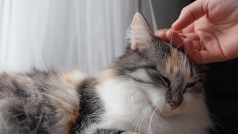 Man's-Hand-Pats-a-Cat-Relaxing-by-The-Window,-Long-Haired-Calico-Cat's-Head-is-Stroked-by-Owner-at-Home