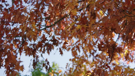 Schwenk-über-Rotes-Herbstlaub-Gegen-Den-Blauen-Himmel-An-Einem-Sonnigen-Herbsttag