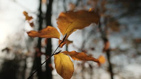 Golden,-Herbstblätter-Wiegen-Sich-Im-Wind-Im-Sonnenlicht,-Makroaufnahme