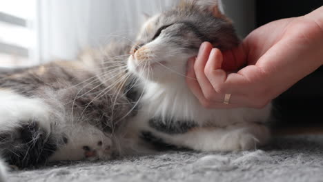 Owner's-Hand-Cuddling-Long-Haired-Calico-Domestic-Cat-Resting-On-the-Floor-At-Home---Close-up