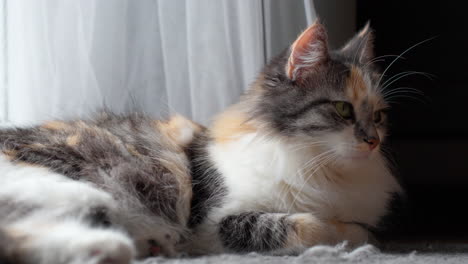 Sleepy-Long-Haired-Calico-Cat-Lying-on-Floor-by-the-Window