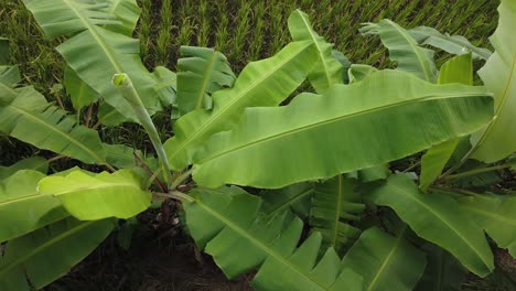Big-Banana-Tree-Leaves-Film-in-4k-From-Above,-Green-Rice-Field-in-Bali-Indonesia-Organic-Agriculture