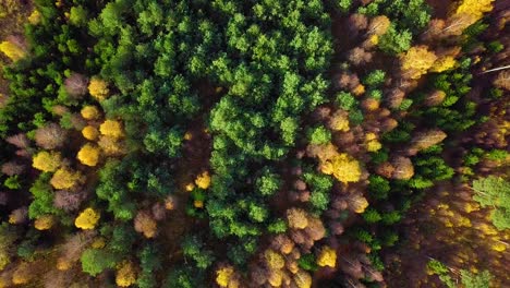 Autumn-in-a-forest,-aerial-top-view,-mixed-forest,-green-conifers,-birch-trees-with-yellow-leaves,-fall-colors-countryside-woodland,-nordic-forest-landscape,-wide-birdseye-dolly-shot-moving-right