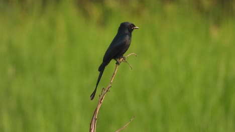 Black-Drongo---Tree-and-waiting-to-pry
