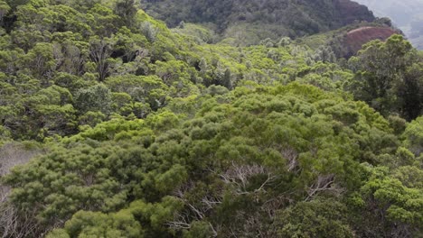 Flight-above-the-tops-of-lush-green-trees-at-the-forest-in-Waimea-Canyon-State-Park