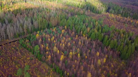 Autumn-in-a-forest,-aerial-top-view,-mixed-forest,-green-conifers,-birch-trees-with-yellow-leaves,-fall-colors-countryside-woodland,-nordic-forest-landscape,-wide-establishing-shot-moving-forward