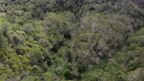 Beautiful-aerial-shot-over-wild-forest-in-Waimea-Canyon-State-Park