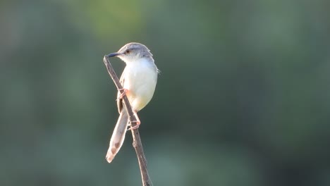 Indian-Silverbill---tree---pond-area-relaxing-