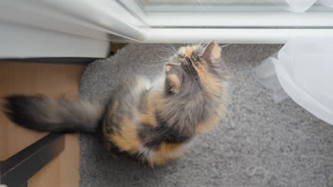 Katze,-Die-Durch-Die-Glastür-Auf-Die-Straße-Schaut,-Die-Drinnen-Sitzt,-Draufsicht