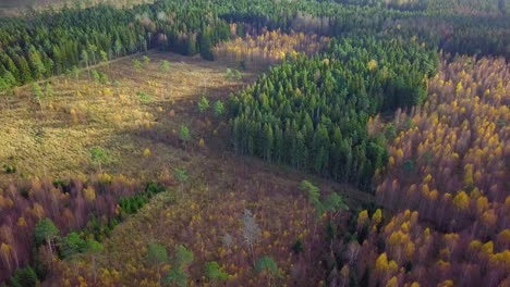 Herbst-In-Einem-Wald,-Draufsicht-Aus-Der-Luft,-Mischwald,-Grüne-Koniferen,-Birken-Mit-Gelben-Blättern,-Herbstfarben-Landschaftswald,-Nordische-Waldlandschaft,-Breite-Aufnahme,-Die-Sich-Vorwärts-Bewegt