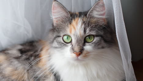 Watchful-Long-Haired-Calico-Cat-at-Home-Near-Curtain-Looking-at-Camera-With-Yellow-green-Eyes
