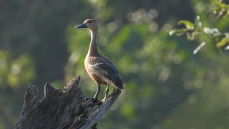 Whistling-Duck---in-tree---waiting-for-some-space-