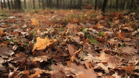 Autumn-leaves-on-the-ground-in-forest-moved-by-wind