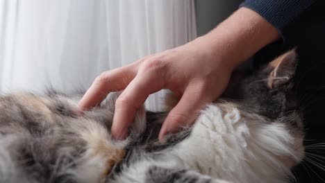 Woman's-Hand-Petting-Cat's-head,-Owner-Pats-a-Cat-Relaxing-by-The-Window---Close-up