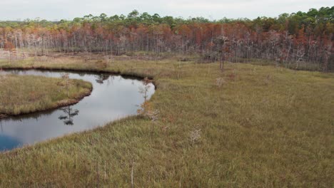 Aerial-flight-over-a-creek-running-through-a-thick-Florida-marshland