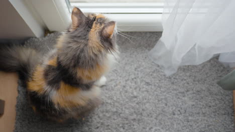 Lonely-Long-Haired-Calico-Cat-Looking-At-the-Window-Sitting-Inside-Apartment