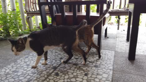 Short-Tail-Cat-Manx-Style-Plays-in-the-Patio,-White-and-Grey-Feline-Licking-Leg-Sharing-space-with-a-Long-Tailed-Brown-Female-Cat